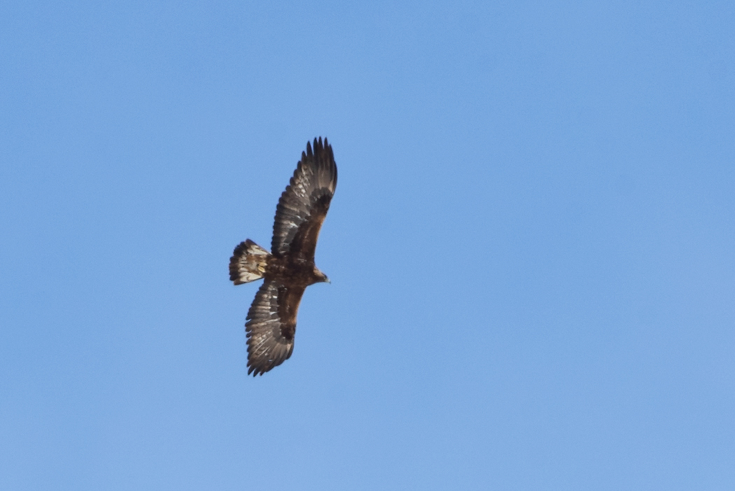Golden Eagle